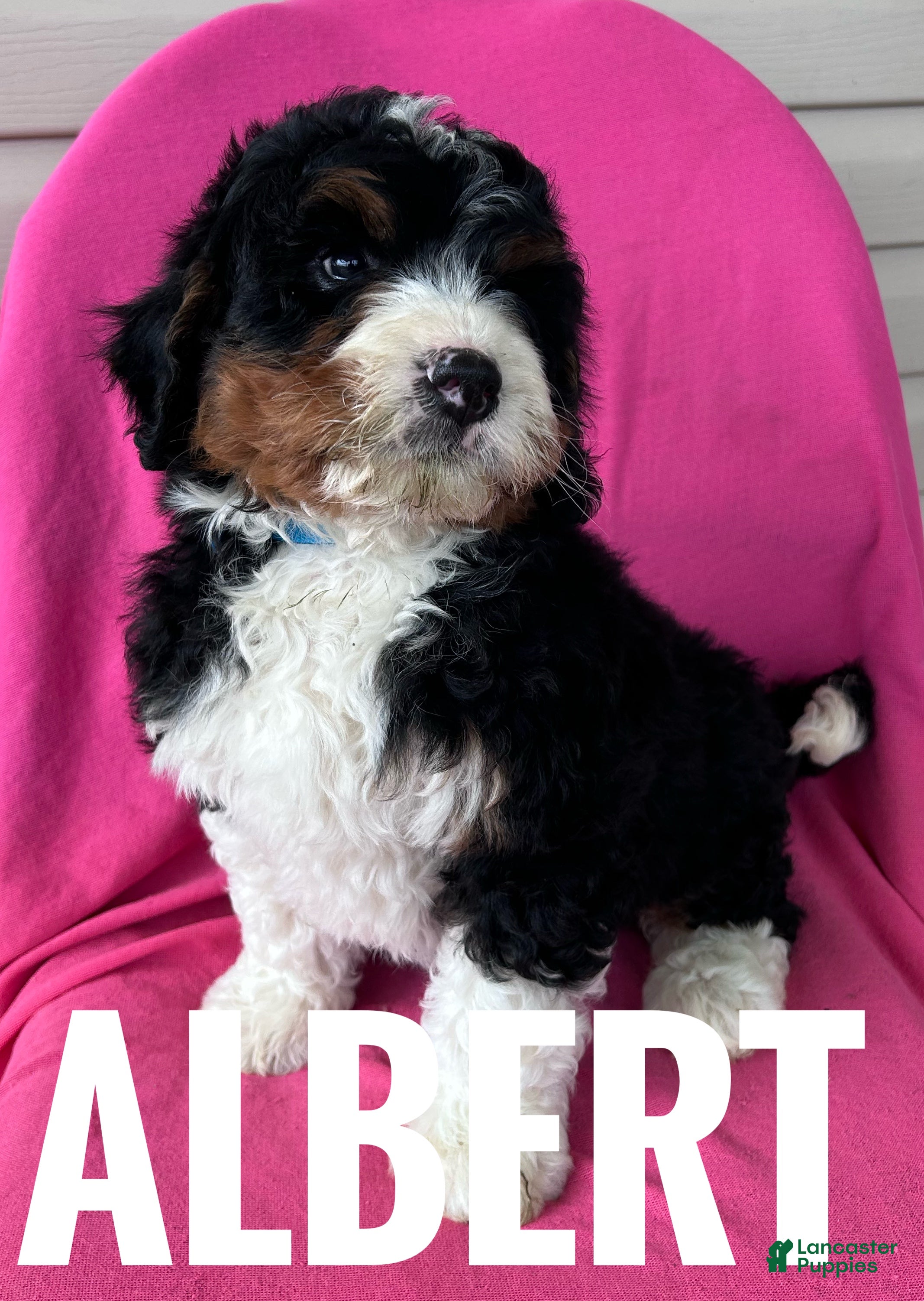 Mini Bernedoodle dogs ALBERT - Ad 2