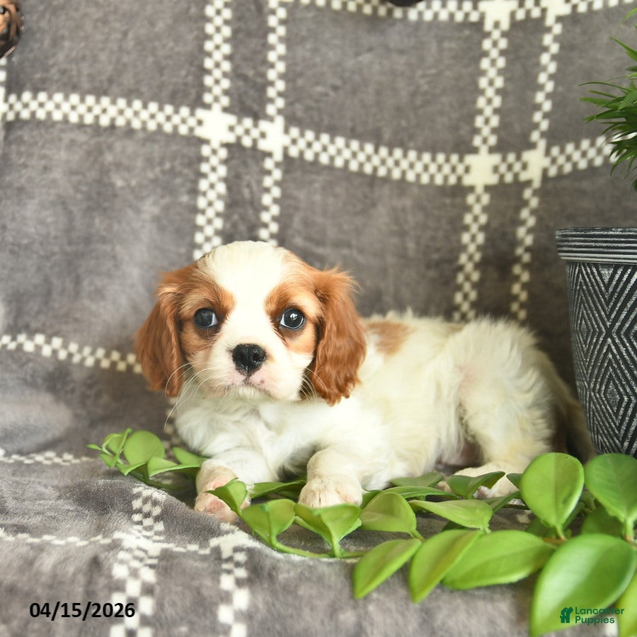 Cavalier King Charles Spaniel dogs Coconut Kisses  - Ad 2