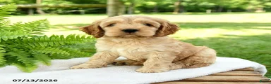 Tootsie
