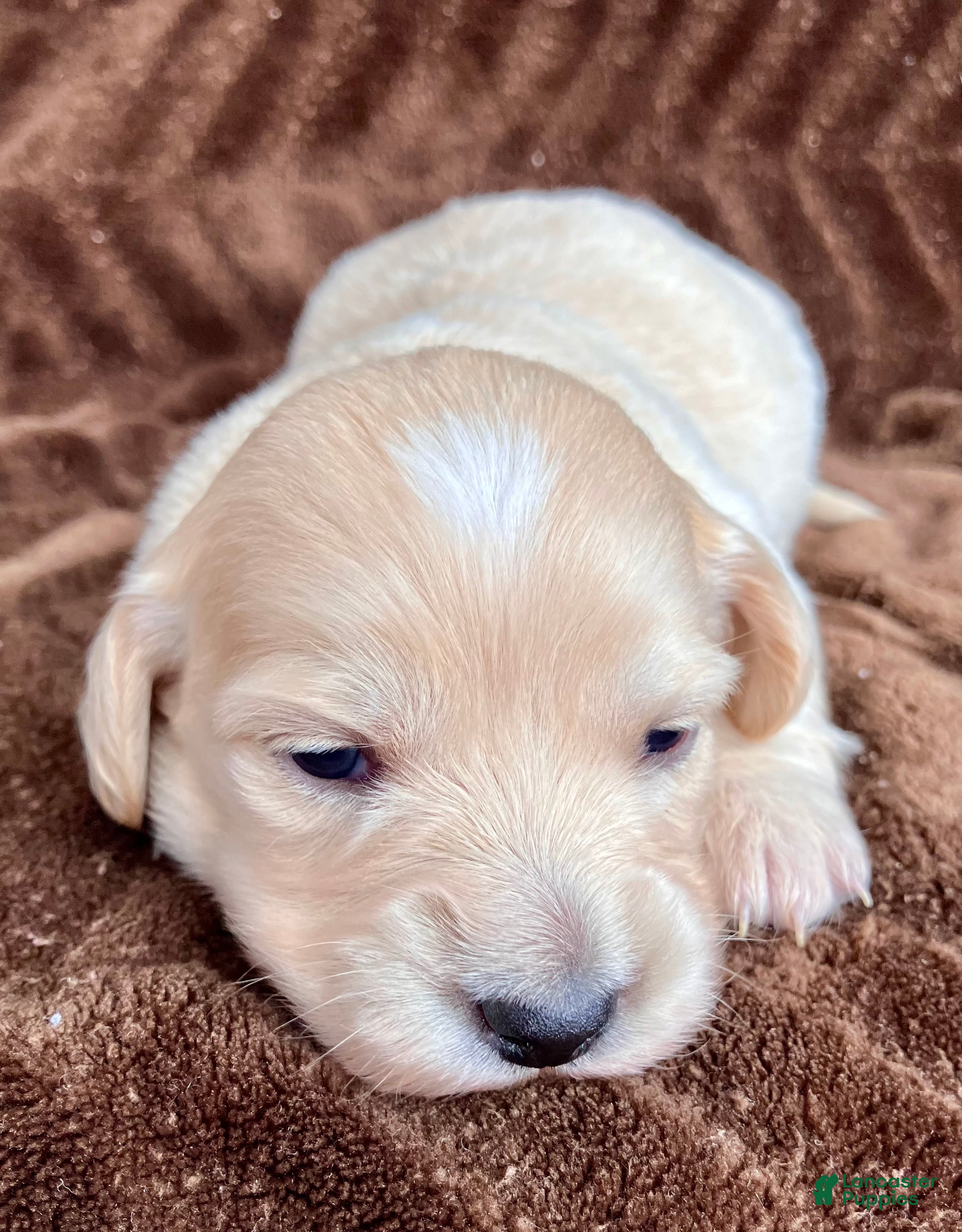 Miniature Dachshund dogs Peaches of Sugarplum Valley - Ad 2