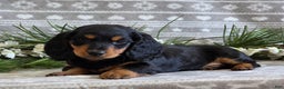 Miniature Dachshund dogs for sale: Donny - Ad 4