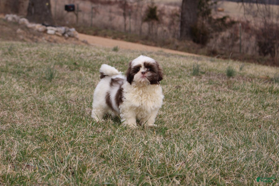 Shih Tzu dogs Erinie - Ad 22