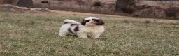 Shih Tzu dogs for sale: Erinie - Ad 18
