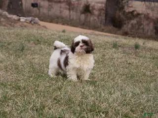 Shih Tzu dogs Erinie - Ad 22