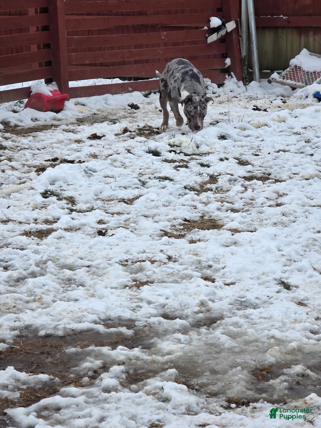 American Bully dogs for sale: American Bully Puppy 1 - Ad 6