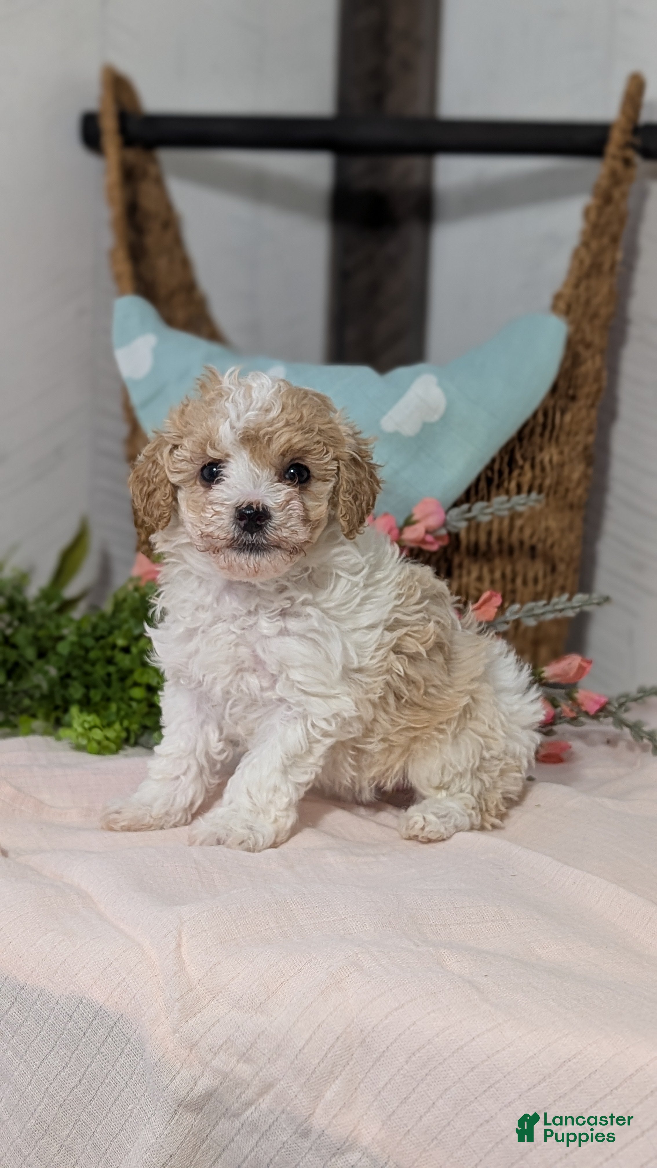 Miniature Poodle dogs Zoey - Ad 3