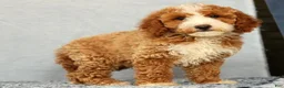 Mini Goldendoodle dogs for sale: Vern - Ad 3