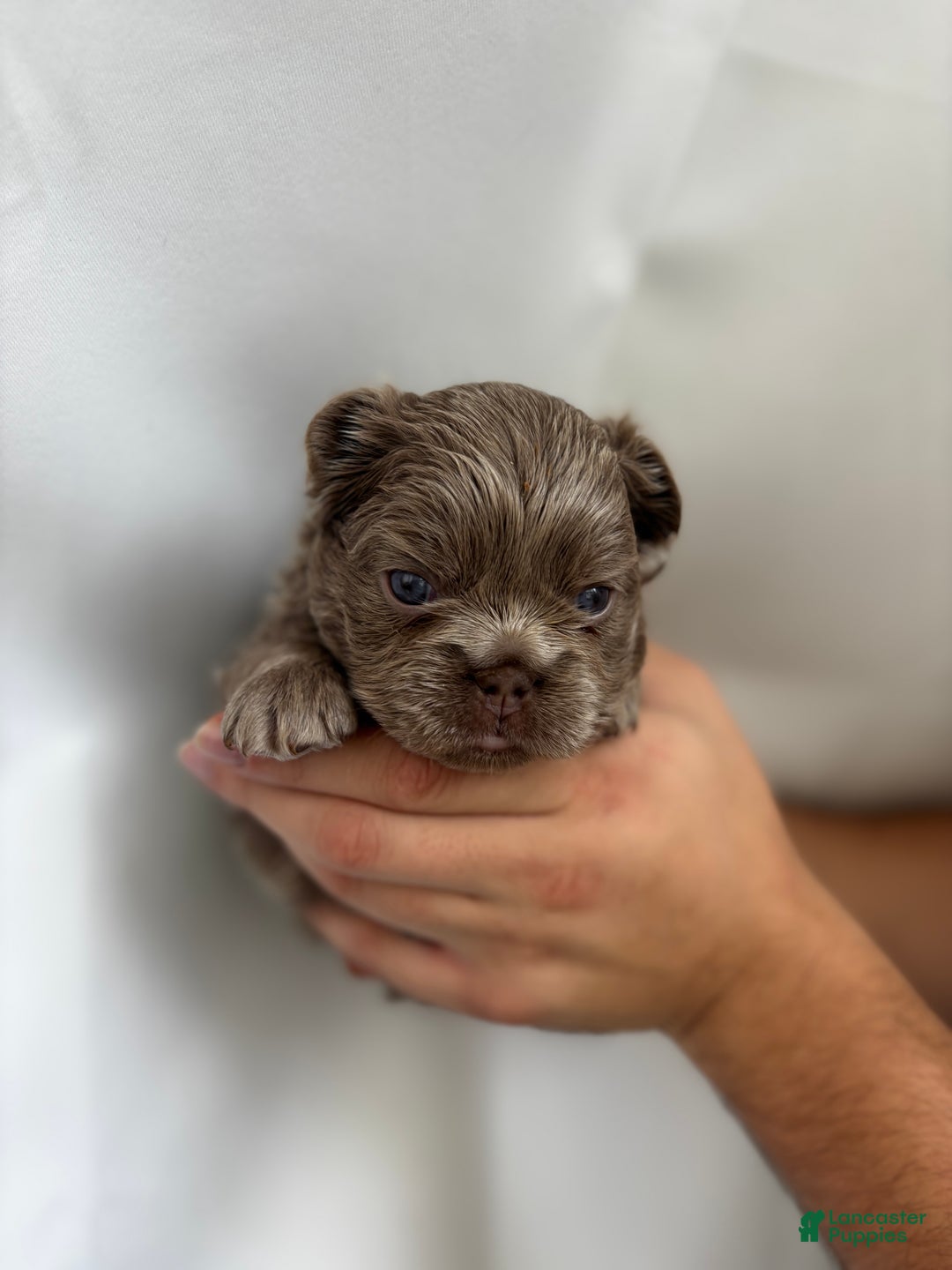 French Bulldog dogs for sale: Sky - Ad 5