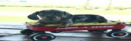 Miniature Dachshund dogs for sale: Boris - Ad 4