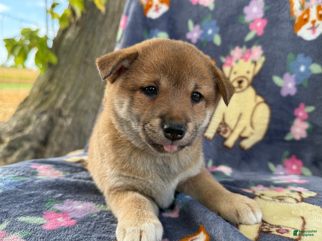 Shiba Inu dogs for sale: Bailey - Ad 2