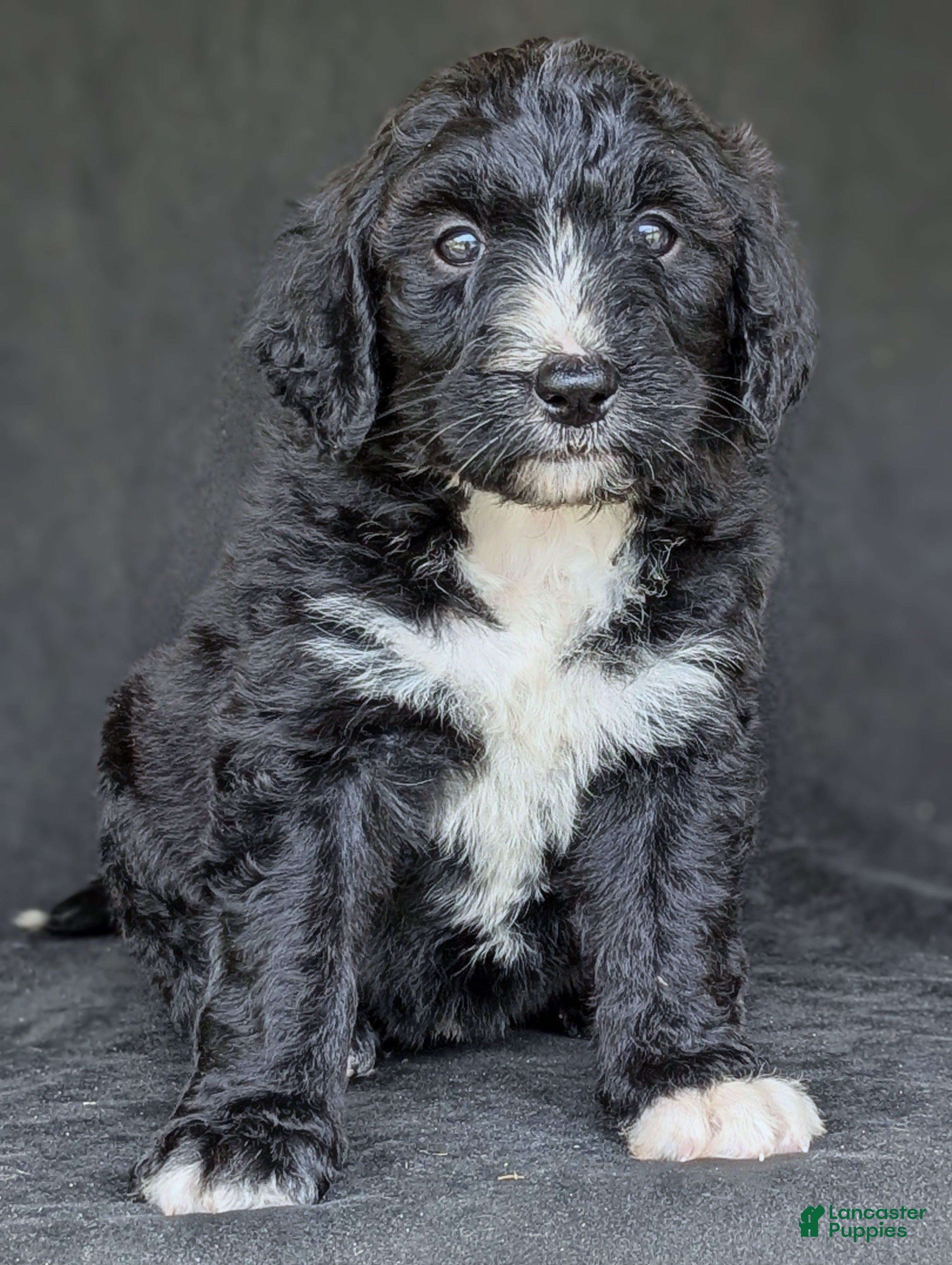 Standard Poodle Puppies for sale in Hagerstown, Maryland
