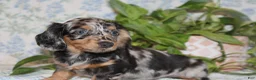 Dachshund dogs for sale: PETUNIA - Ad 1