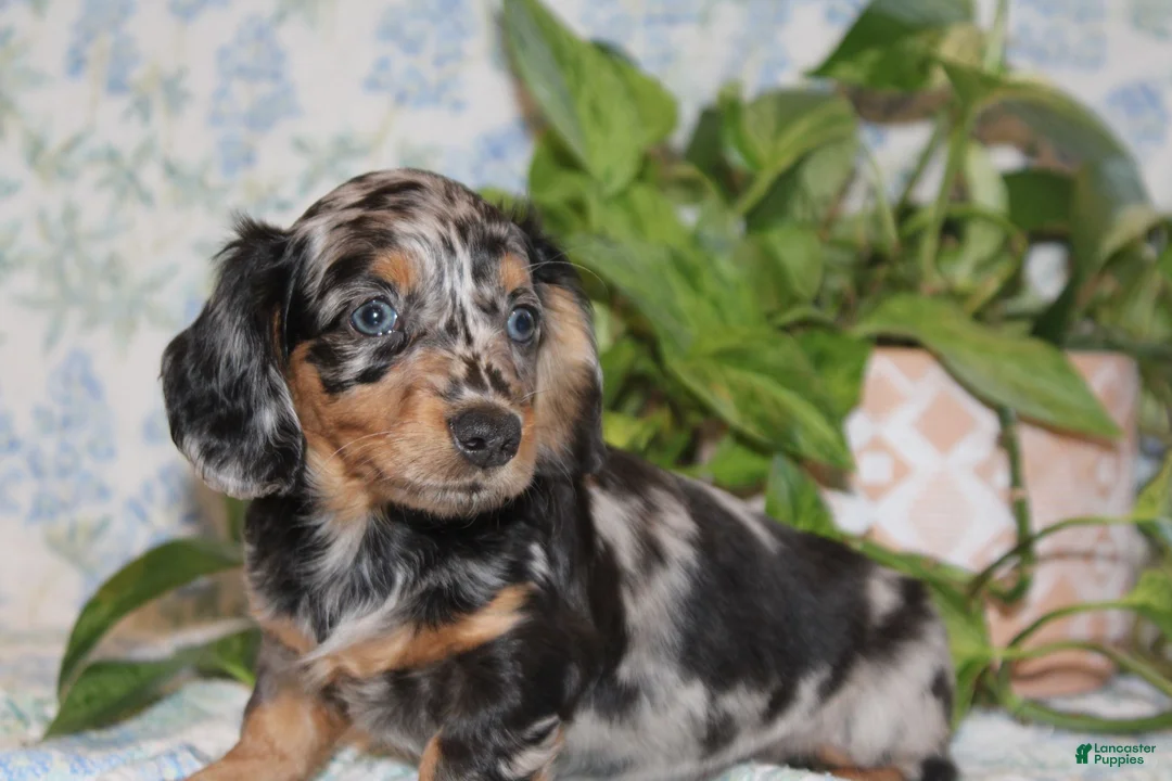 Dachshund dogs for sale: PETUNIA - Ad 1
