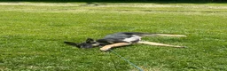 German Shepherd dogs for sale: Kado - Ad 2