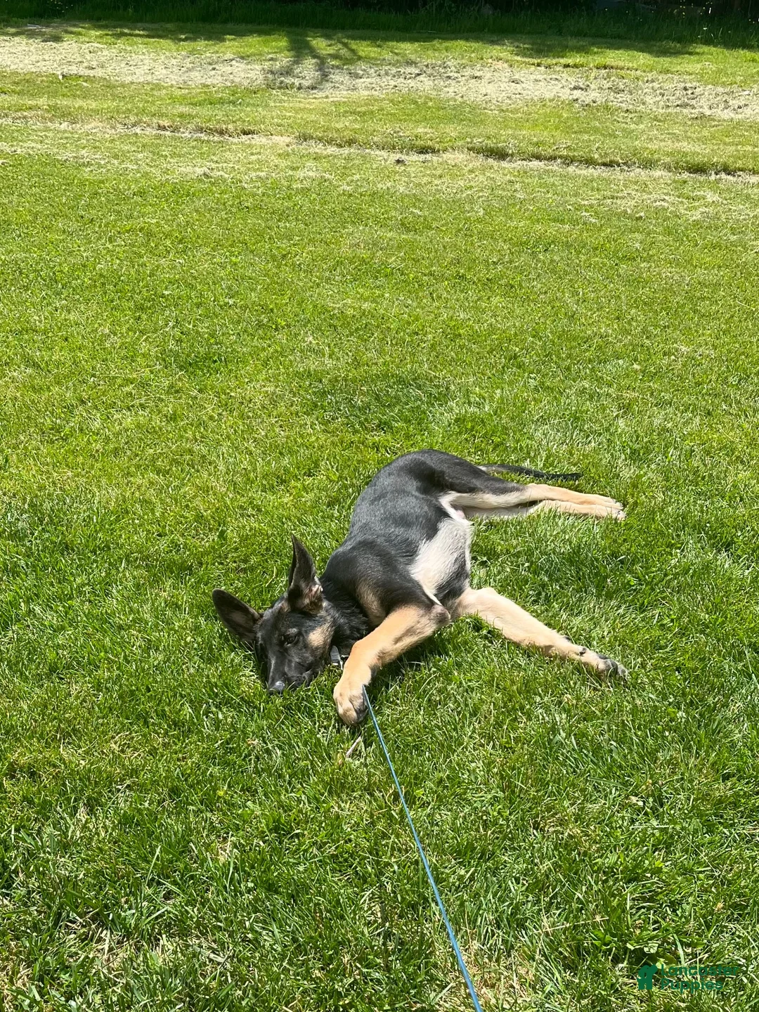 German Shepherd dogs for sale: Kado - Ad 2