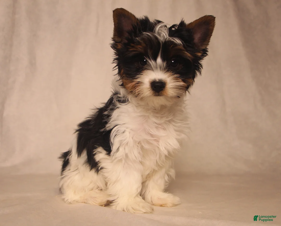 Biewer Terrier dogs for sale: Tootsie - Ad 2
