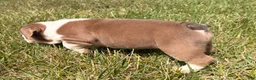 English Bulldog dogs for sale: Sampson  - Ad 3