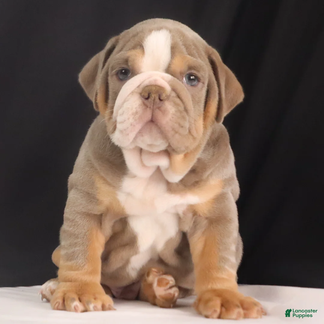 English Bulldog dogs for sale: Tank - Ad 5