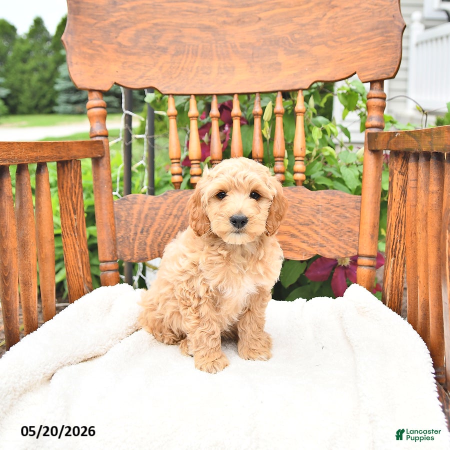 Mini Goldendoodle dogs Ryan - Ad 1