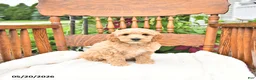 Mini Goldendoodle dogs for sale: Ryan - Ad 1