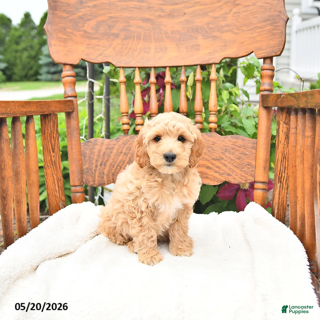 Mini Goldendoodle dogs for sale: Ryan - Ad 1