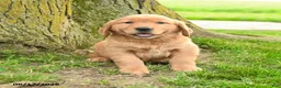 Golden Retriever dogs for sale: Primrose - Ad 3