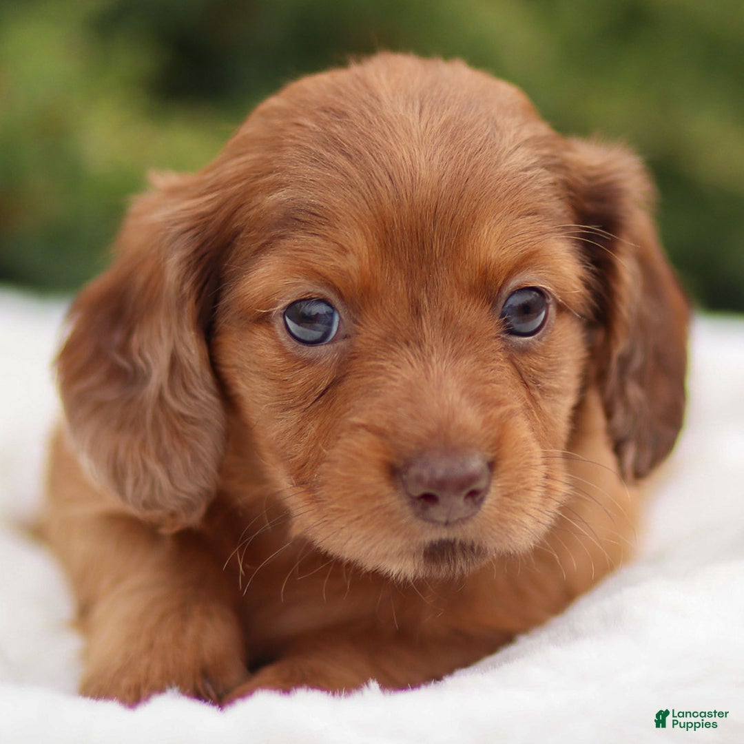 Dachshund dogs for sale: Hannah - Ad 5
