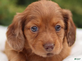 Dachshund dogs Hannah - Ad 20