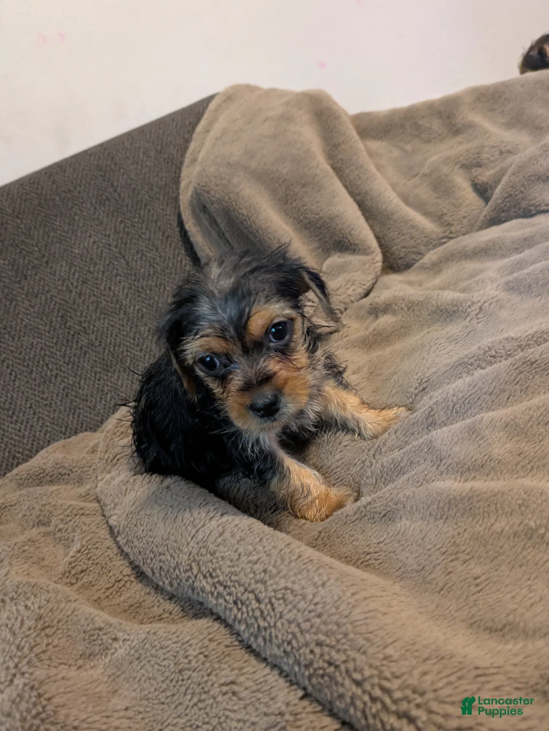 Yorkshire Terrier dogs for sale: Buttercup - Ad 2