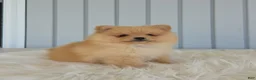 Pomeranian dogs for sale: Butterscotch  - Ad 4