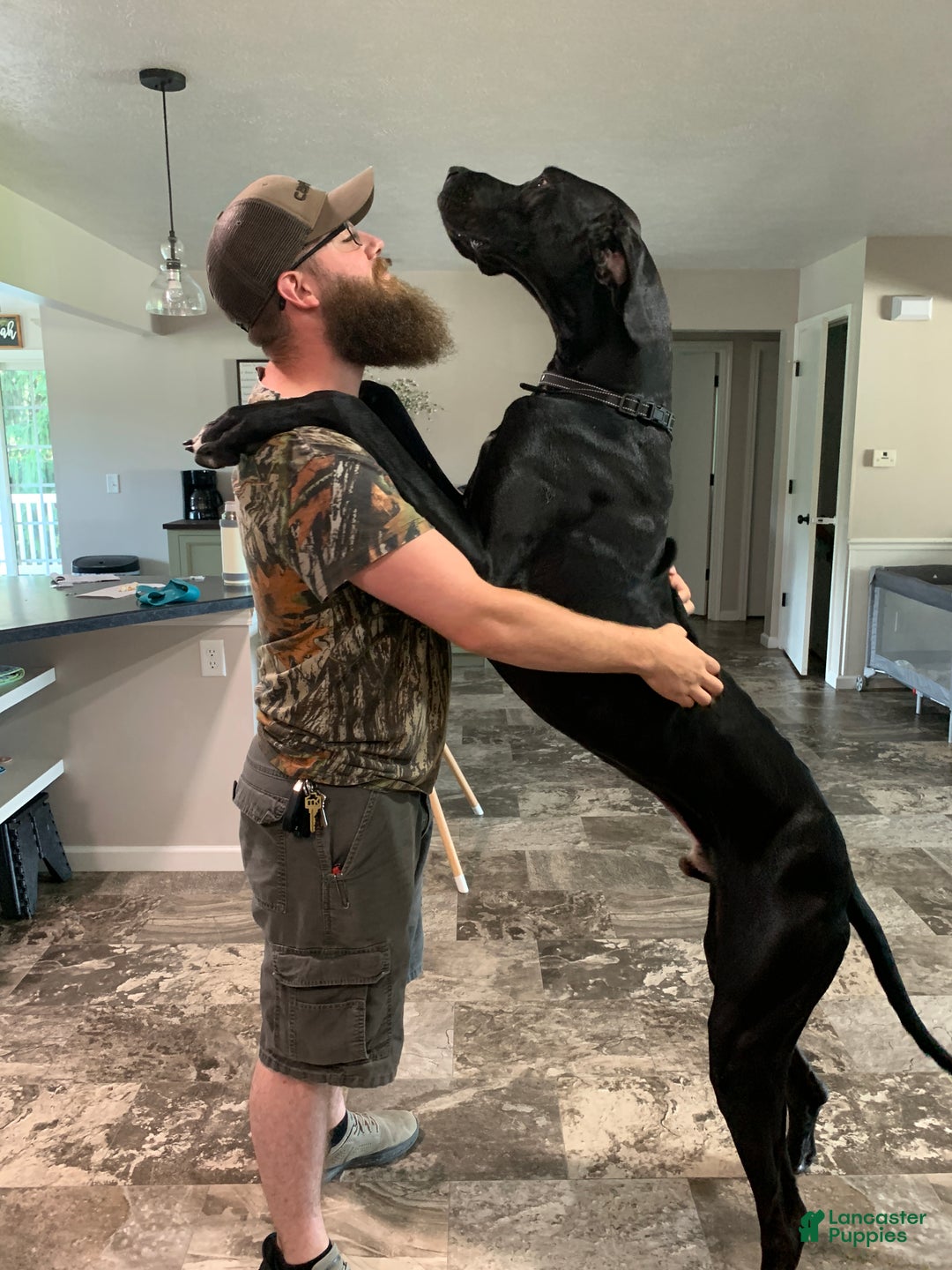 Mixed Breed dogs for sale: Lynx - Ad 10