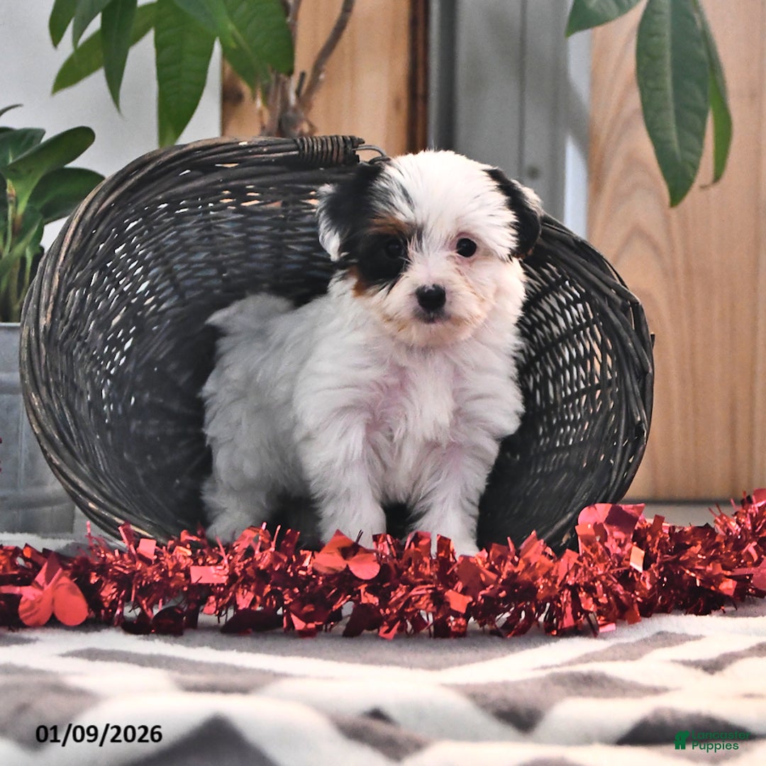 Mixed Breed dogs for sale: Cody - Ad 3