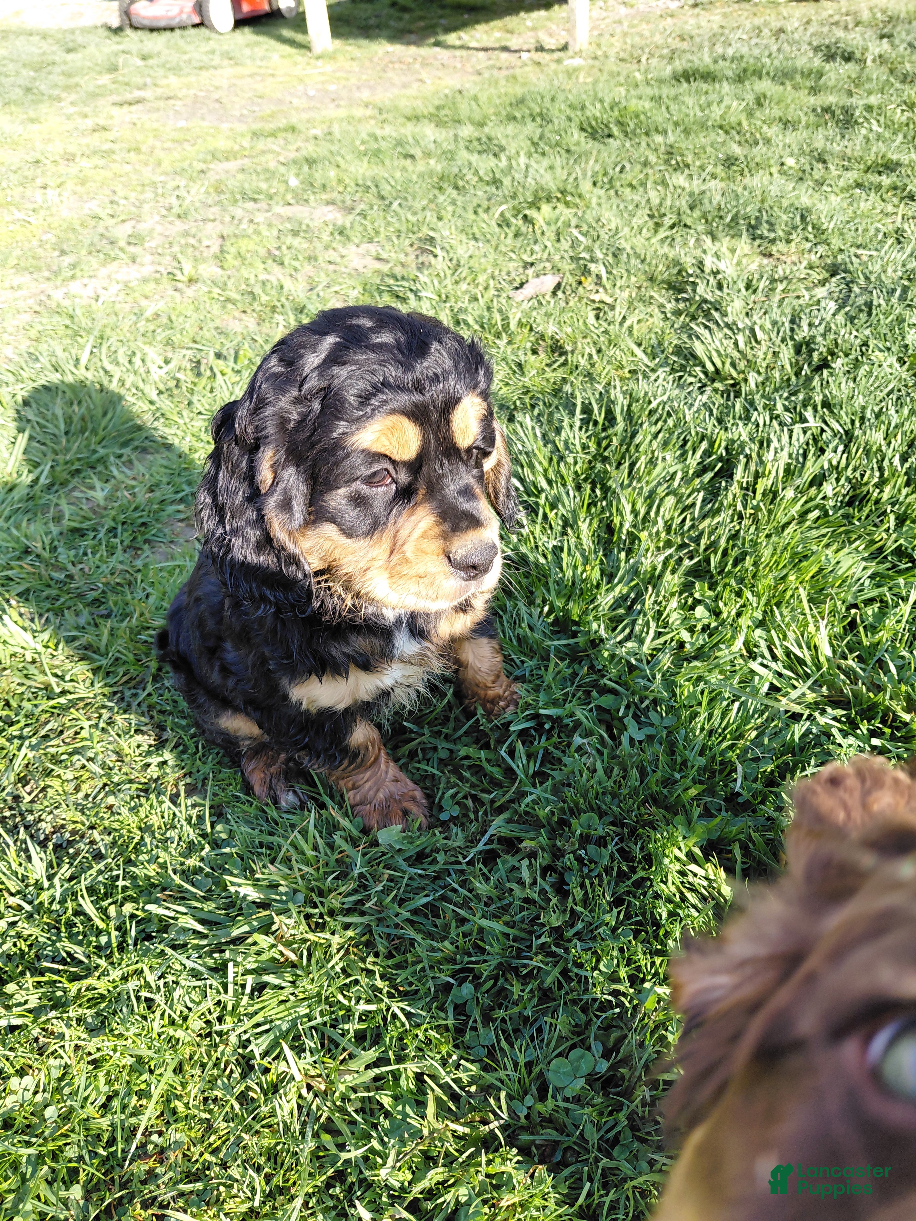 Mixed Breed dogs Diesel  - Ad 1