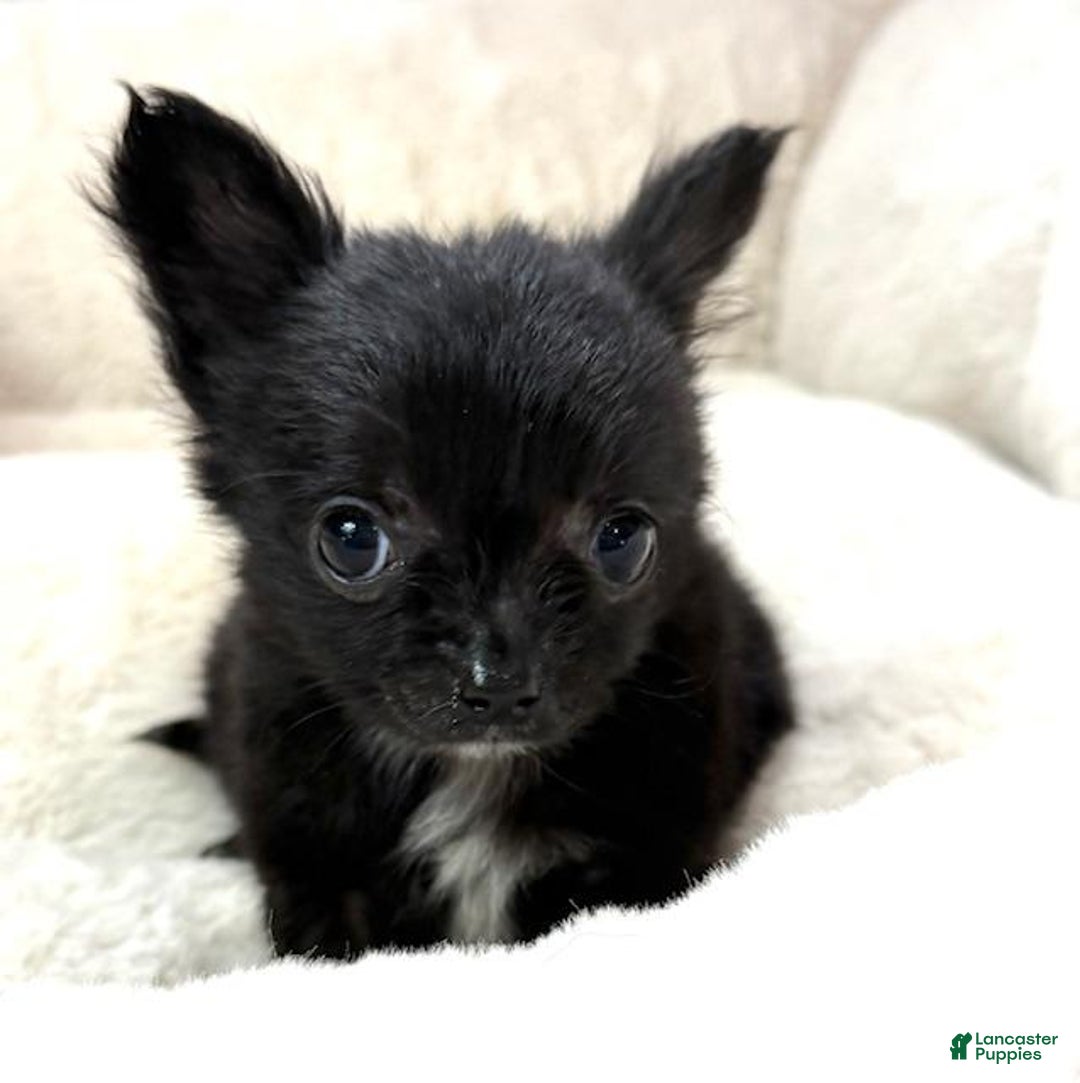 Chihuahua dogs for sale: Chihuahua Puppy 1 - Ad 2