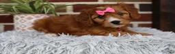 Cavapoo dogs for sale: Honey - Ad 4