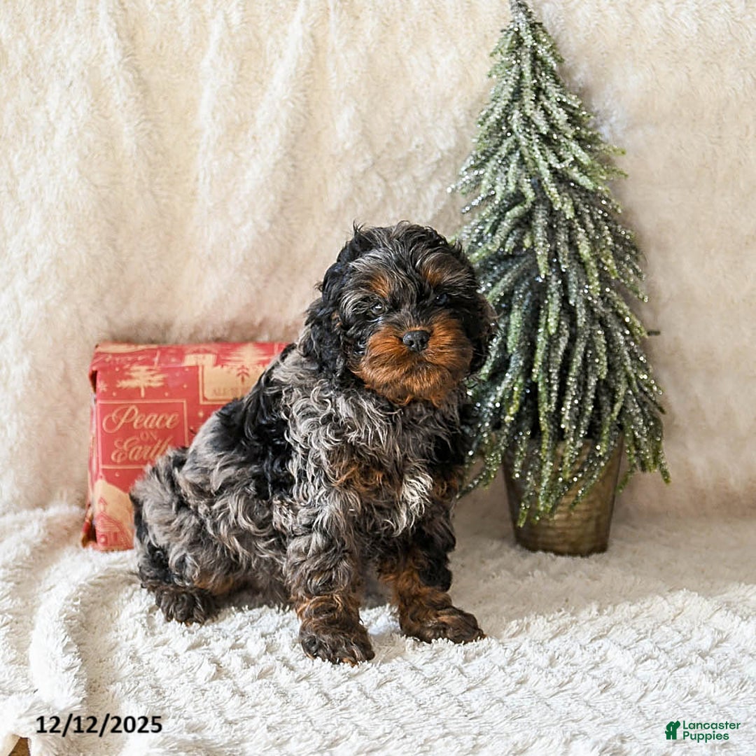 Cockapoo dogs for sale: Wrangler - Ad 3
