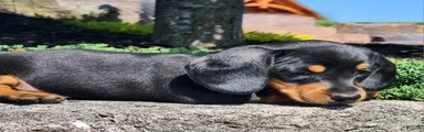 Rocky