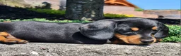 Miniature Dachshund dogs for sale: Rocky - Ad 1