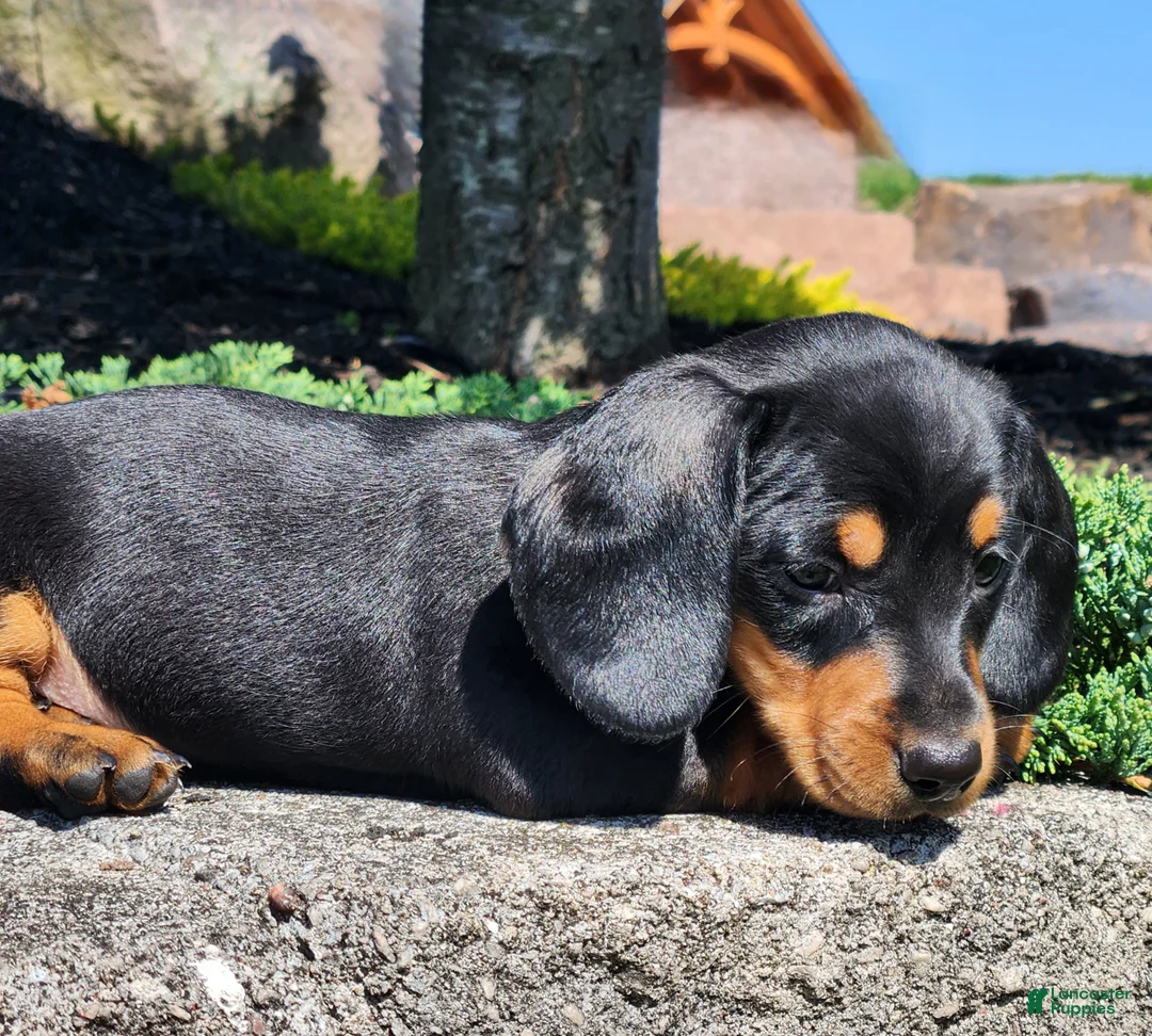 Miniature Dachshund dogs for sale: Rocky - Ad 1