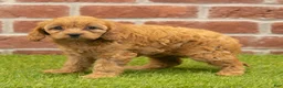 Cavapoo dogs for sale: Macy - Ad 5