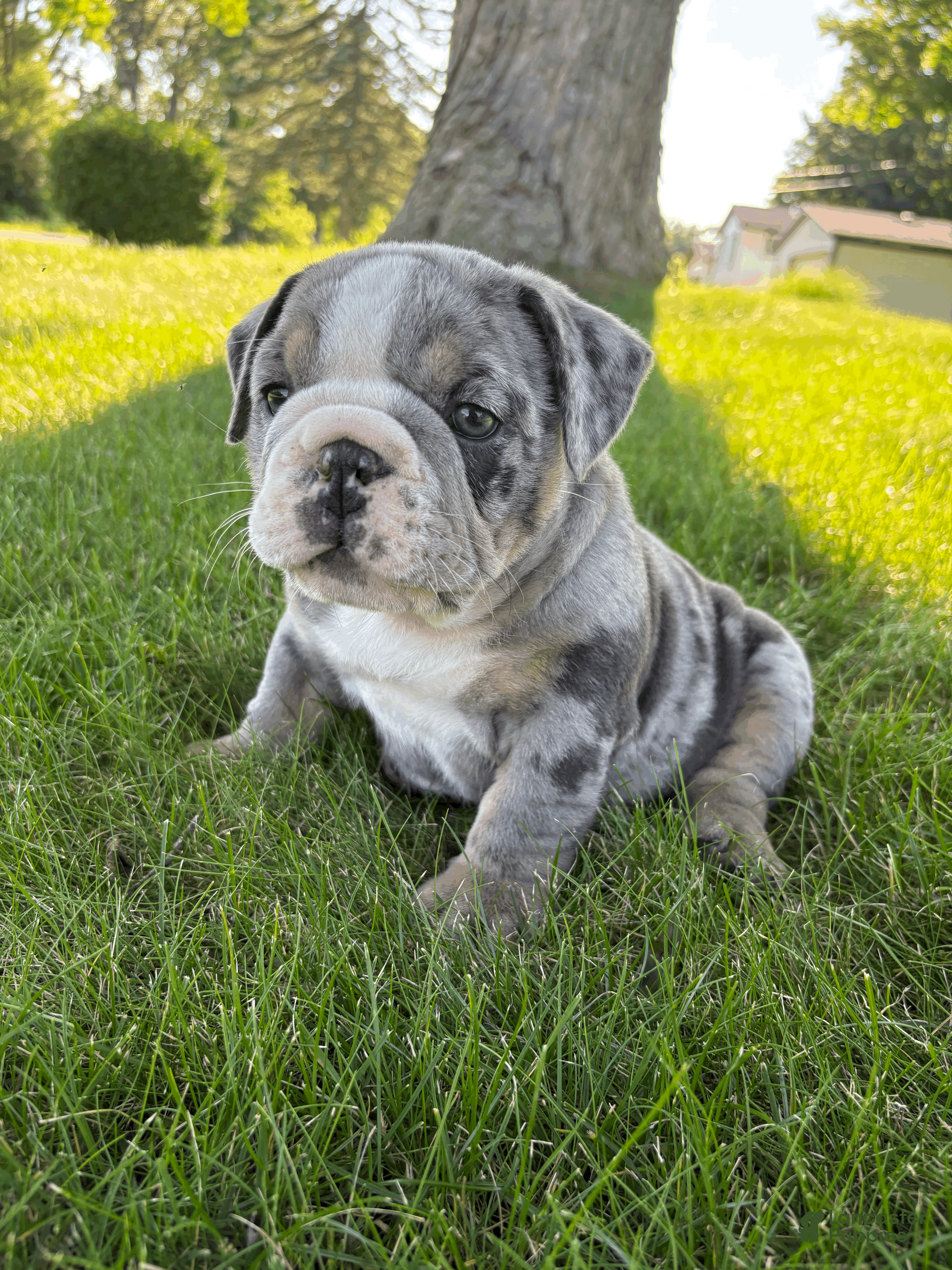 Mixed Breed dogs Rocky - Ad 2