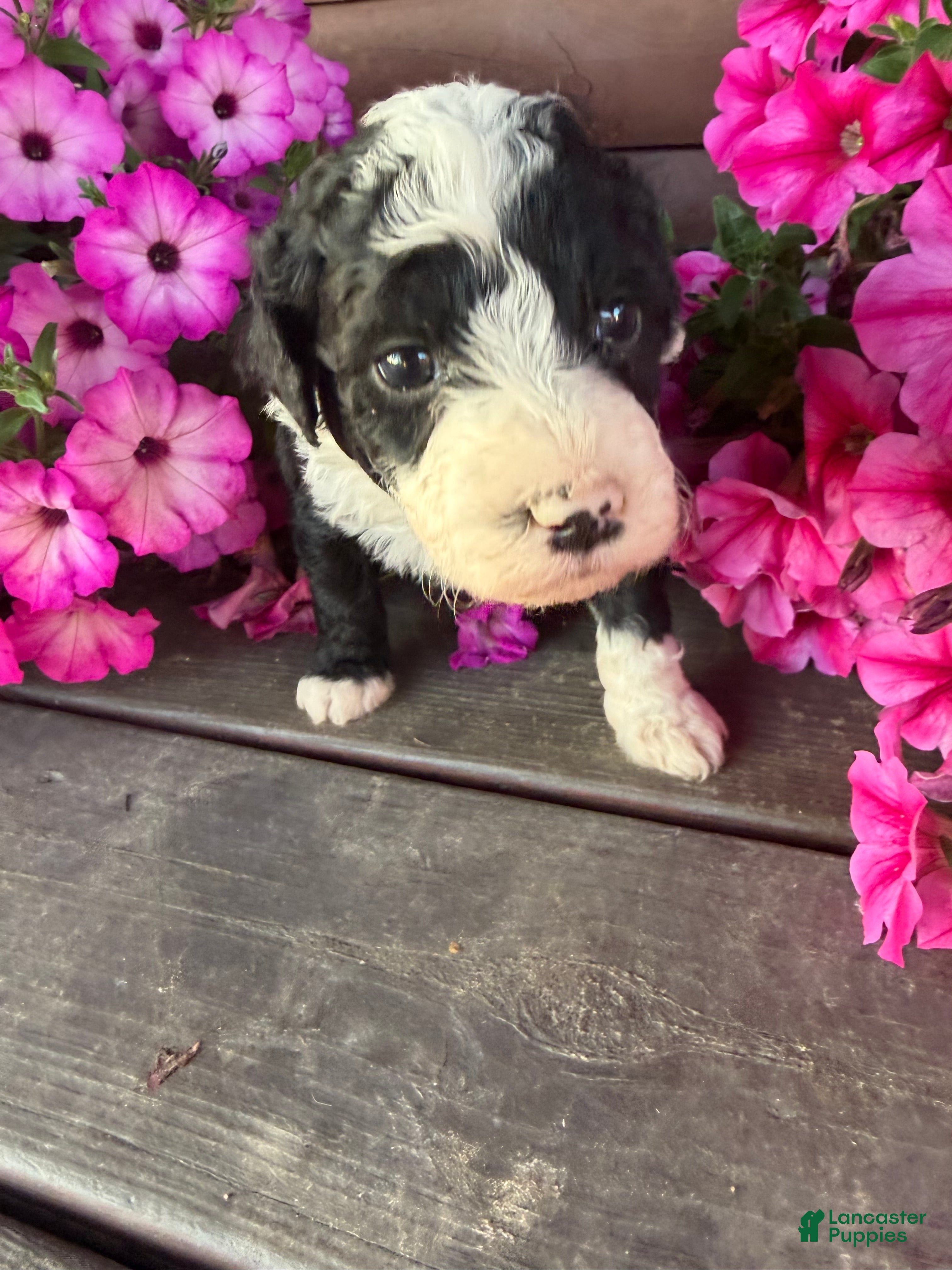Portuguese Water Dog dogs Sharkie - Ad 2