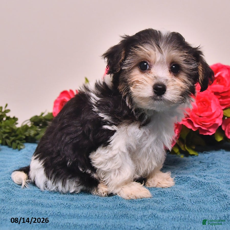 Yorkiepoo dogs Retta - Ad 2