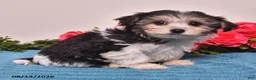 Yorkiepoo dogs for sale: Retta - Ad 2