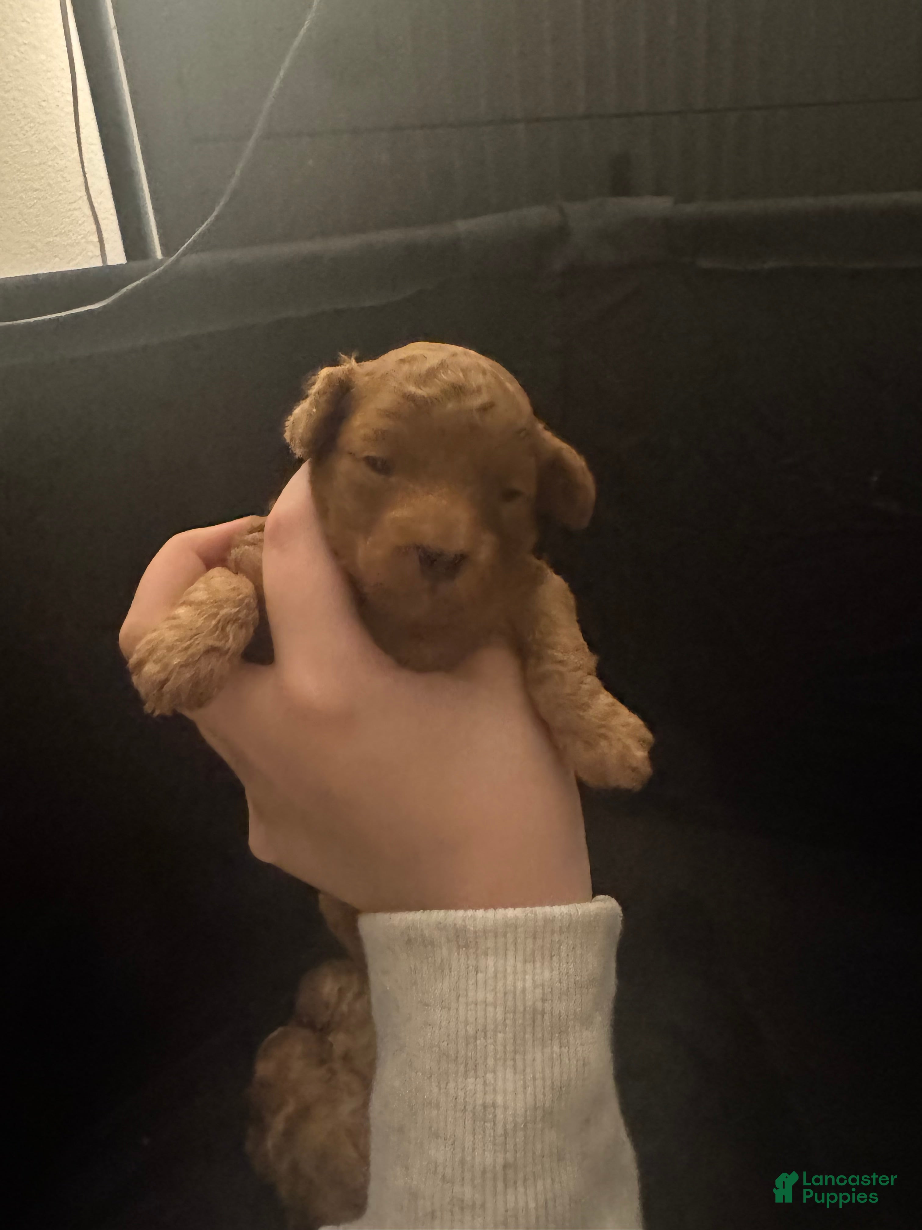 Toy Poodle dogs Toy Poodle Puppy 1 - Ad 1