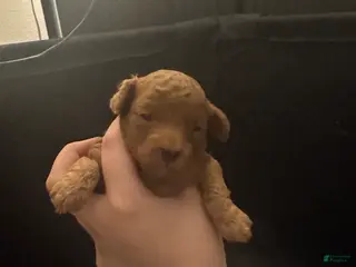 Toy Poodle dogs Toy Poodle Puppy 1 - Ad 1