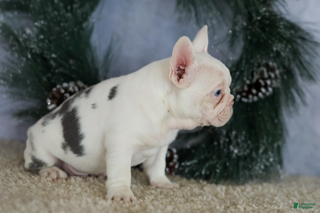 French Bulldog dogs for sale: Logan - Ad 4
