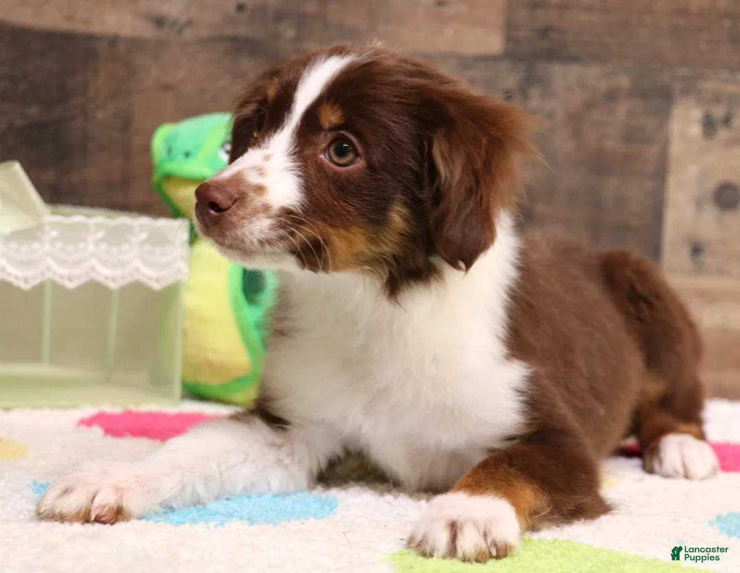 Toy Australian Shepherd dogs for sale: Captain a red tri male - Ad 2