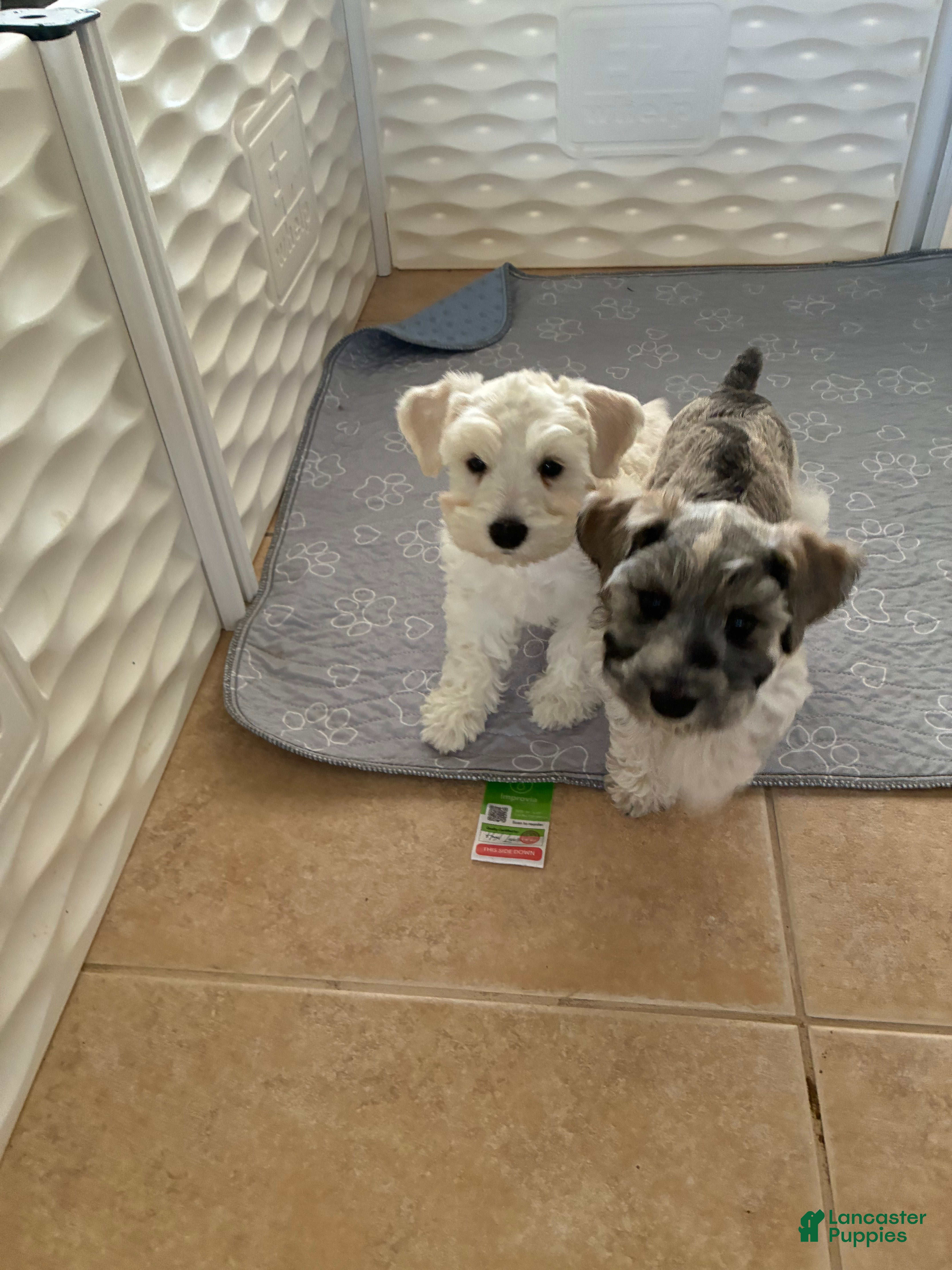 Schnauzer dogs Mallory 2 - Ad 2