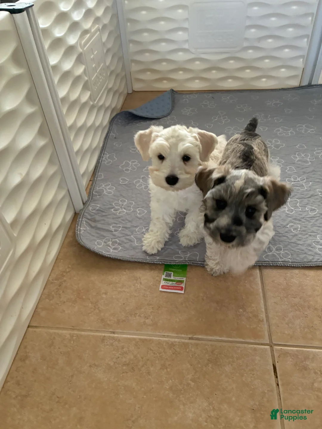 Schnauzer dogs for sale: Mallory 2 - Ad 2